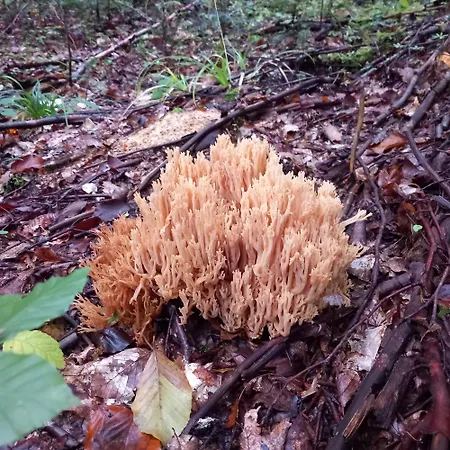 בית חווה Pod Zlota Wiecha